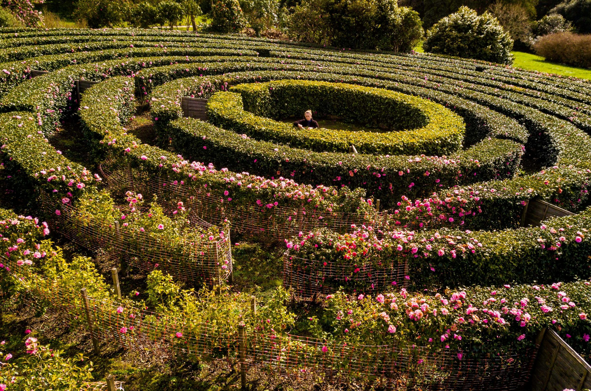 The worlds largest Camellia Maze comes into bloom at Tregothnan, Cornwall. 17th March 2021 See SWNS story SWPLmaze. These incredible pictures show the worlds largest Camellia maze that has just sprung into bloom. The circular maze is made of row