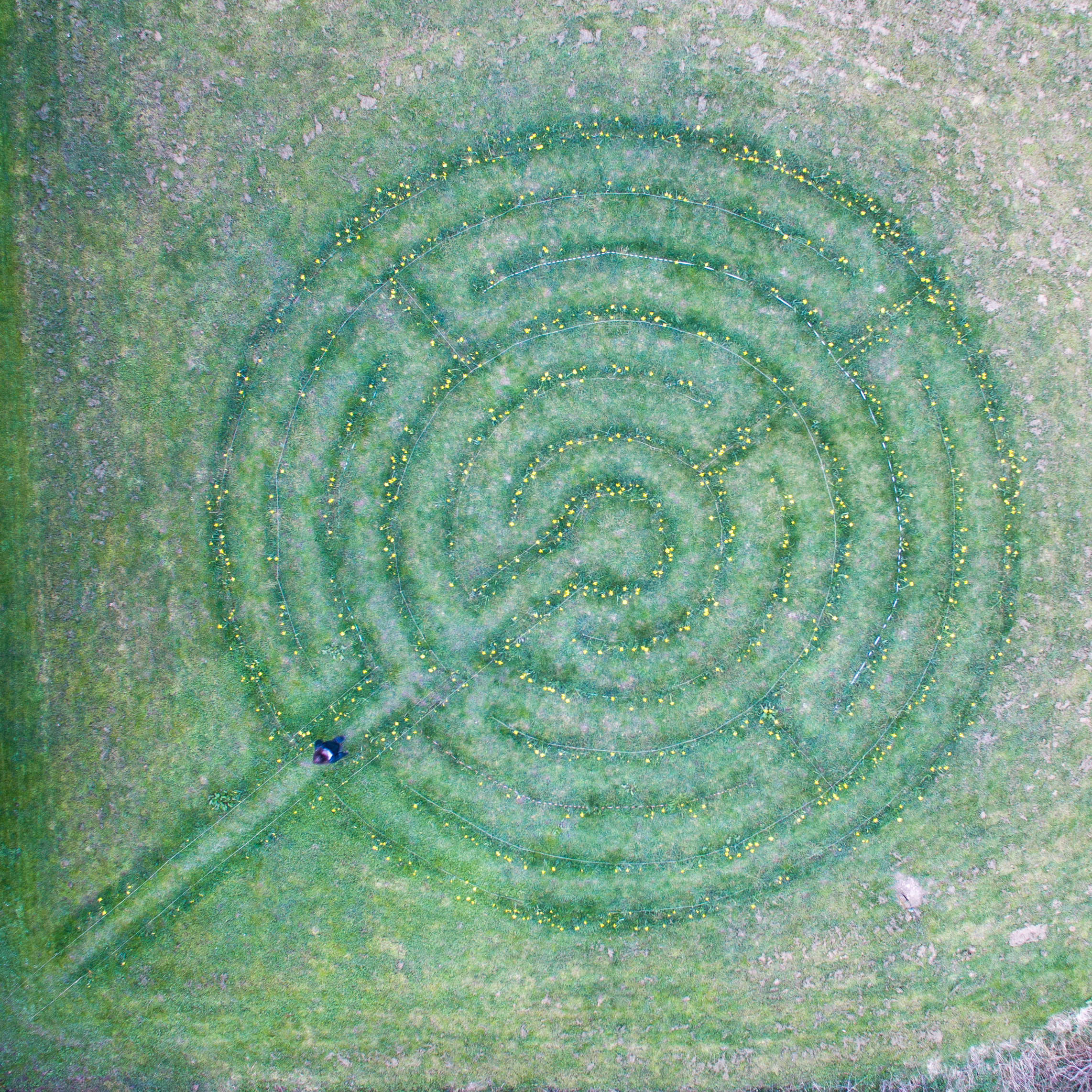 The daffodil labyrinth. Picture: Sam Herbert, Camel Valley Creative