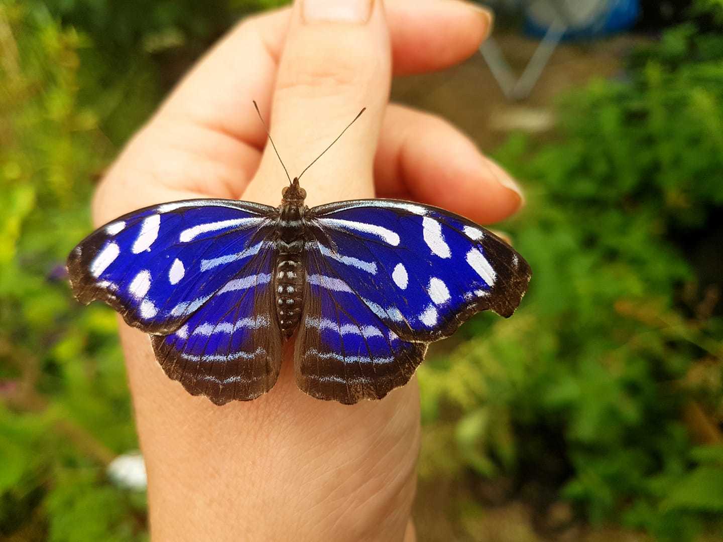 The butterflies come in a variety of bright colours. Picture: Guys Butterfly House