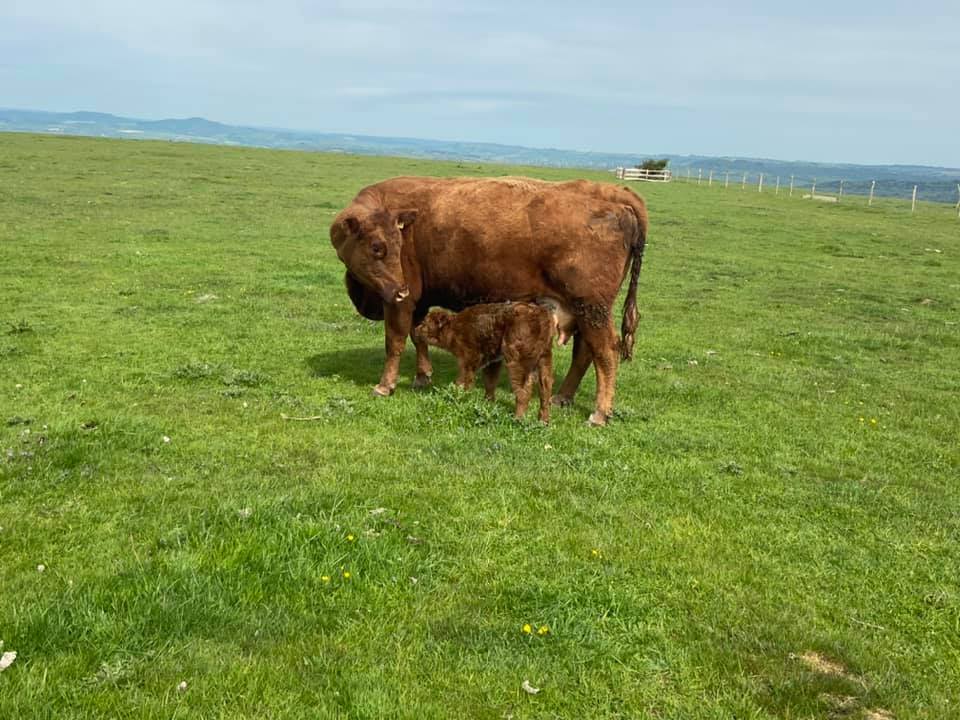 Good news following the tragedy, the proud mother and calf