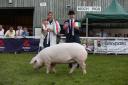 100th Royal Welsh Show Champion of Champions Pig Supreme Champion 2019, Offham Theresa 32nd, a Welsh Pig gilt, bred and exhibited by Wakeham-Dawson and Harmer. Photo: 1st Class Images