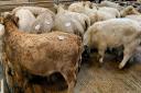 Trelawney Copplestone’s Charolais  - the top price heifer calves