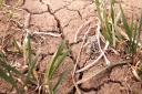Europe has been suffering from drought this summer