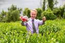 Managing director of trading for Tregothnan, Jonathon Jones, with a bumper tea plantation in July last year - but it's a different picture this summer   Picture: James Dadzitis / SWNS