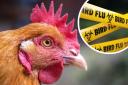 Devon is being hit hard by avian flu