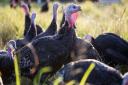 The free-range bronze turkeys are allowed to roam amongst the Pale Farm pastures. Photo: Vicky Chamings