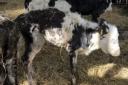 A dairy farm has been fined £52,000 for animal cruelty - Dorset Council