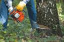 Landowner dug up trees in established mature woodland and burnt them illegally