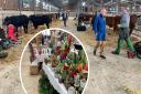 Helston Fatstock Show is open, with livestock and stalls ready for visitors
