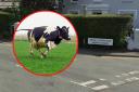The cow escaped and ran into the centre of the village before it trampled the man on North Street - Note this is a stock image of a cow