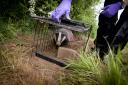 Badger leaving vaccination trap