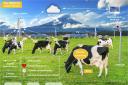 The sensor is placed around a cow's ankles and neck as they go about their regular activities and records everything