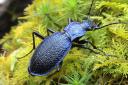 The Blue Ground Beetle (Carabus intricatus)