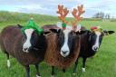 The Zwartbles seem proud of their handcrafted festive headbands