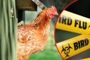 Bird flu results in death of more than 7million captive birds