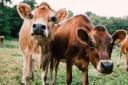 No notifiable disease has been found after more than 100 cows died on a Jersey farm over a few days last month
