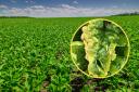 The emergency pesticide authorisation is to tackle the risk to sugar beet from yellows viruses
