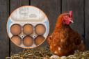 Change of rules in labelling free-range eggs