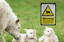 Under the Dogs (Protection of Livestock) Act 1953, it is a criminal offence for a dog to actively worry livestock