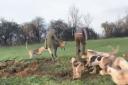 Hounds chase a fox which has been dug out of a den by Avon Vale Hunt members in Wiltshire