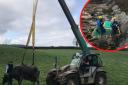 The cows were safely rescued by specialist animal rescue crews and equipment, as well as the farmer and his telehandler