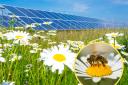 Wildflower meadows in solar farms could quadruple bumblebee numbers