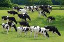 The benefits of monitoring dairy herds with be explained at two events in Somerset and Devon.