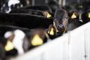Aberdeen-Angus can offer dual premium to dairy farmers, says the Aberdeen-Angus Cattle Society