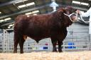Sale leader at Sedgemoor for the Ruby Devon sale was Champson Magnificence from Messrs Dart and Son, selling for 6200gns