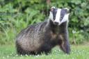 Natural England has licensed 11 new supplementary badger control areas including in Cornwall