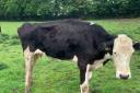 One of Harris' cows that inspectors found