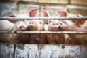 It is alleged Roger and Rosemary Keen, of Sandridge Farm in Bromham, caused four pigs to suffer unnecessarily from injuries including cannibalism-related damage