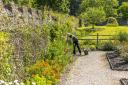 Gardeners at Buckland Abbey  have been working hard to make the area more nature-friendly