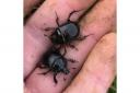 A beetle rare to the area has been discovered by entomologist Clive Turner