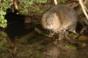 Watervoles have been sucessfully reintroduced across  the UK