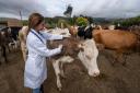Field trials for bovine TB cattle vaccine and skin test