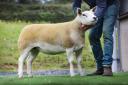 Top seller in the Texel Sheep Society sale