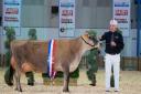 A class winner  at the Dairy Show
