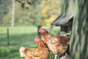 Hens in a hen house. Stock Image.