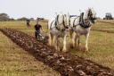 Bridgwater & District Agricultural Society's 75th ploughing match.