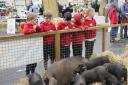 Students seeing the piglets at Farmwise event.