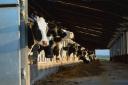 Cows in a barn on a farm in East Devon (stock image).