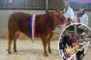 This year's Fatstock Show will take place at Franchis Farm on Saturday, November 4