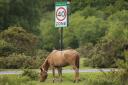 Two animals were killed on New Forest roads over the Christmas and New Year period