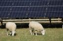 Sheep next to solar panels on a farm, stock image.