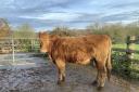 The stolen cow is an 18-month-old South Devon heifer.
