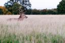 Deer in a field, stock image.