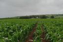 Malcolm Barrett's maize trial plots pre-harvest in 2023.
