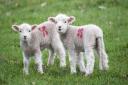 Lambs in a field.