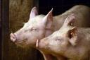 Pigs could be the third species to undergo use of electronic tags